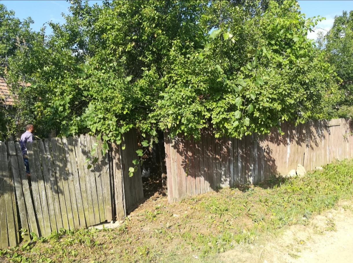 1000036296
