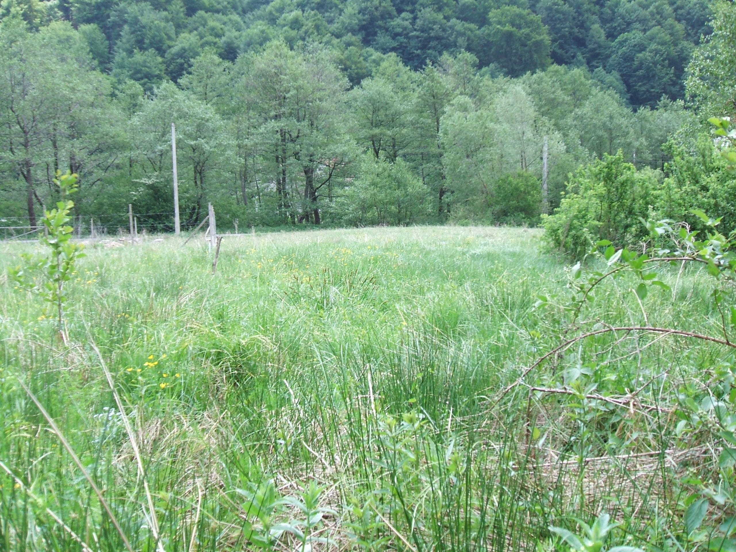 DSCF0217